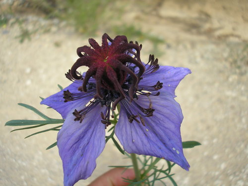 Nigella (Love-in-a-mist) (alternate view 5)