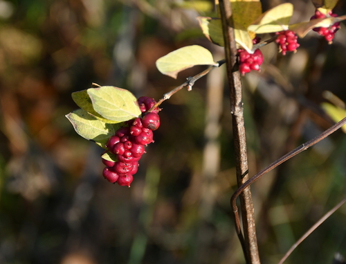 Symphoricarpos orbiculatus (coralberry)