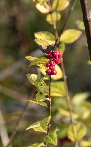 Symphoricarpos orbiculatus (coralberry)