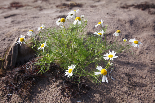 Tripleurospermum maritimum (Sea Mayweed)