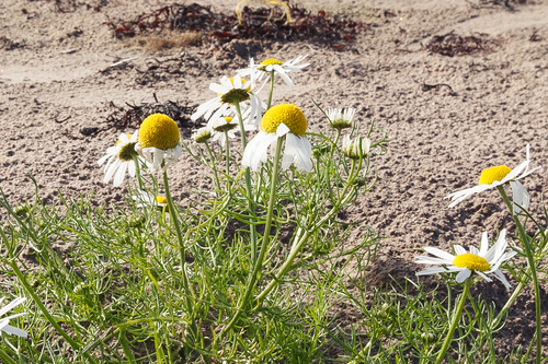 Tripleurospermum maritimum (Sea Mayweed)