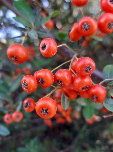 Pyracantha coccinea (Scarlet Firethorn) (alternate view 7)