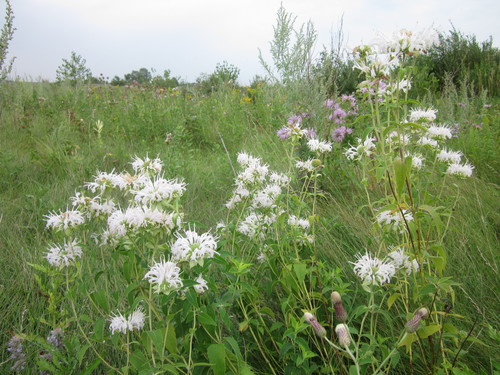 Monarda fistulosa (Wild Bergamot)