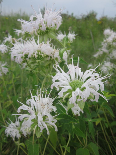 Monarda fistulosa (Wild Bergamot)