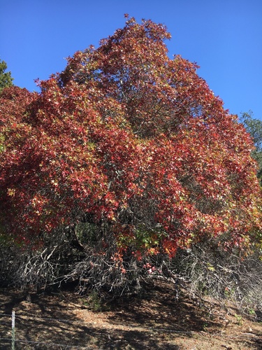 Quercus buckleyi (Buckley's oak) (alternate view 3)