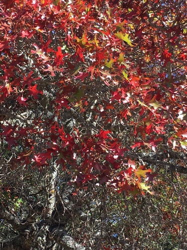 Quercus buckleyi (Buckley's oak) (alternate view 2)