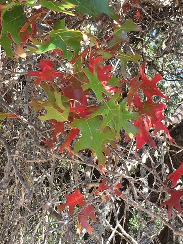 Quercus buckleyi (Buckley's oak)