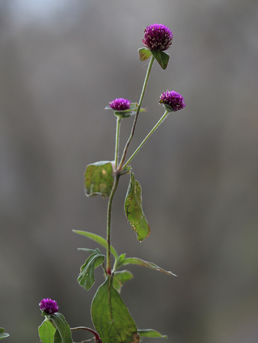 Gomphrena globosa (Globe Amaranth)