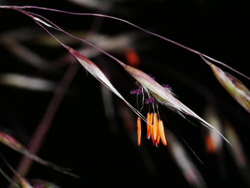 Rytidosperma pallidum (red-anther wallaby grass) (alternate view 3)