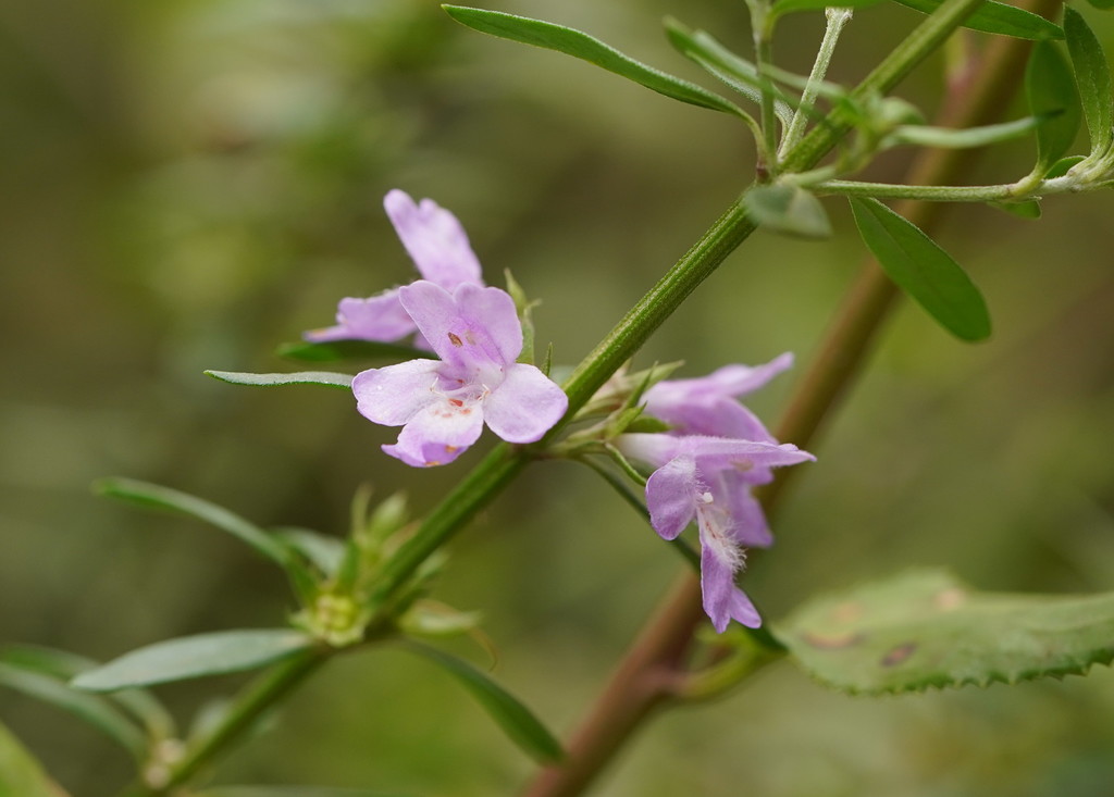 Westringia glabra, Violet westringia — upright evergreen (Lamiaceae) (image 6 of 10)