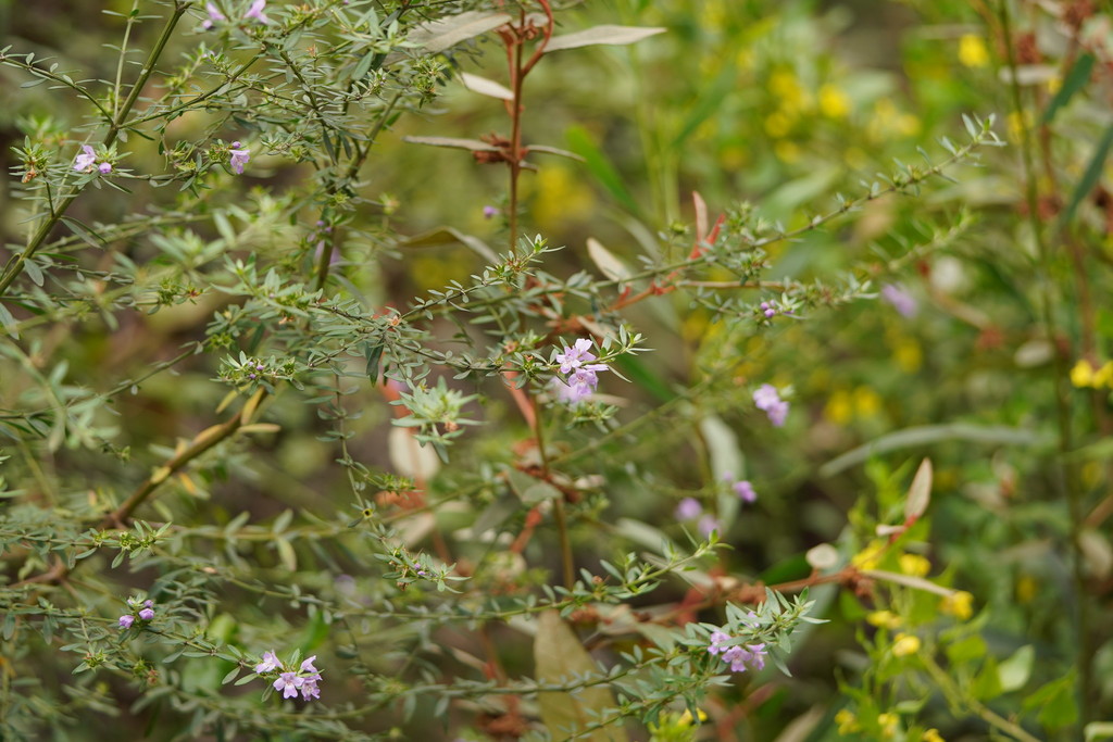 Westringia glabra, Violet westringia — upright evergreen (Lamiaceae) (image 7 of 10)