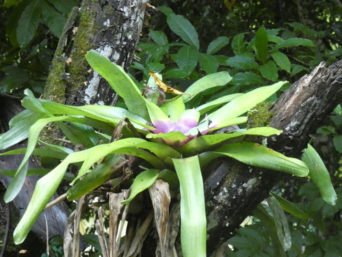 Neoregelia (alternate view 4)