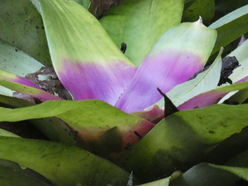 Neoregelia (alternate view 5)