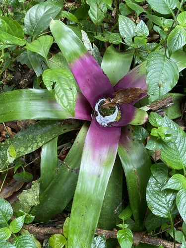 Neoregelia (alternate view 7)