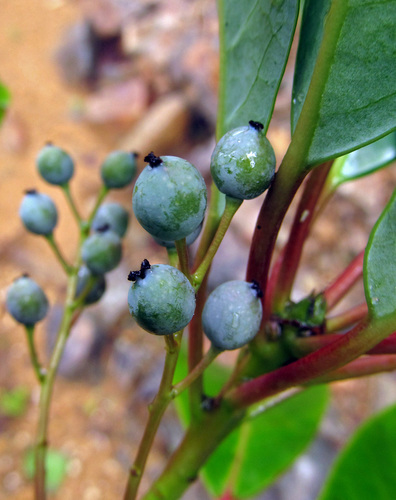 Daphniphyllum macropodum (Himalayan Daphniphyllum) (alternate view 4)