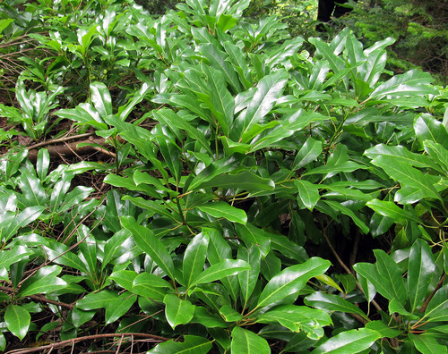 Daphniphyllum macropodum (Himalayan Daphniphyllum) (alternate view 5)