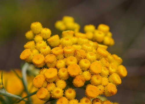 Chrysocephalum semipapposum (clustered everlasting) (alternate view 10)