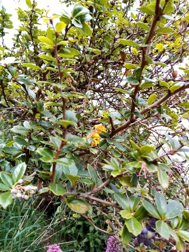 Berberis darwinii (Darwin's barberry) (alternate view 5)