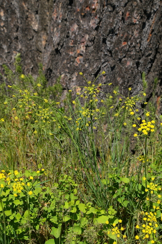 Lomatium triternatum (Ternate Desert-parsley) (alternate view 6)
