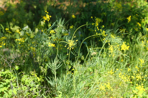 Lomatium triternatum (Ternate Desert-parsley) (alternate view 7)