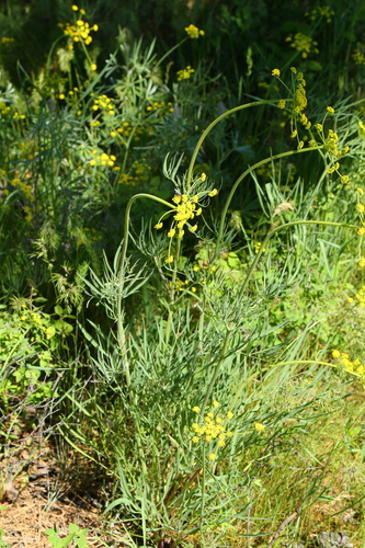 Lomatium triternatum (Ternate Desert-parsley) (alternate view 8)