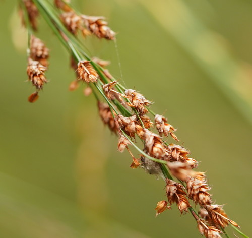 Baloskion tetraphyllum (tassel cord-rush) (alternate view 9)