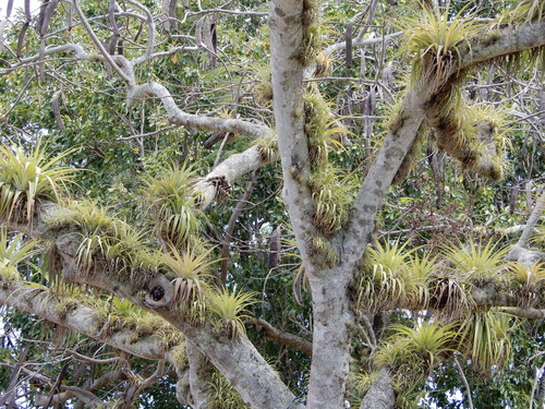 Tillandsia utriculata (giant airplant)