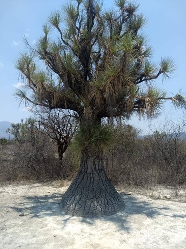 Beaucarnea (alternate view 10)