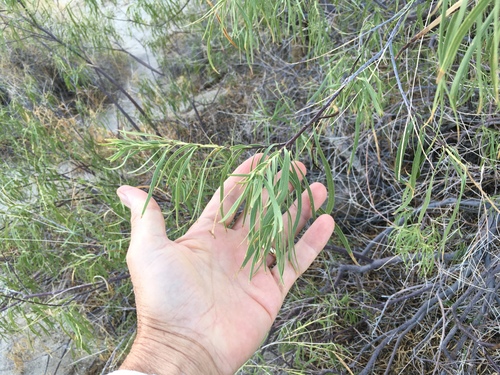 Chilopsis linearis (desert willow) (alternate view 8)