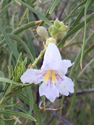 Chilopsis linearis (desert willow) (alternate view 6)