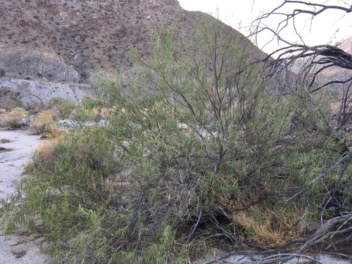Chilopsis linearis (desert willow) (alternate view 7)
