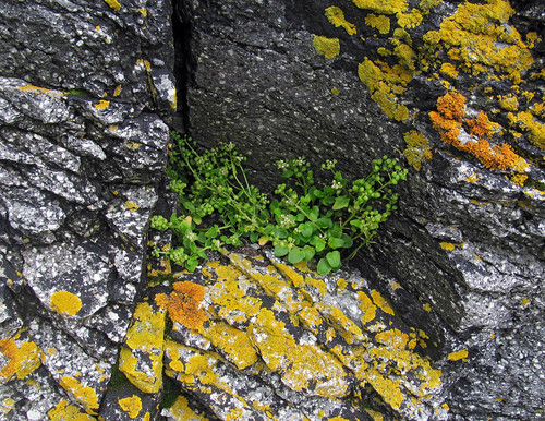 Cochlearia officinalis (Scurvy grass)
