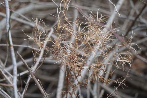 Epilobium coloratum (cinnamon willowherb)