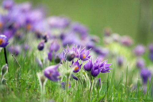 Pulsatilla patens (Eastern Pasque Flower)
