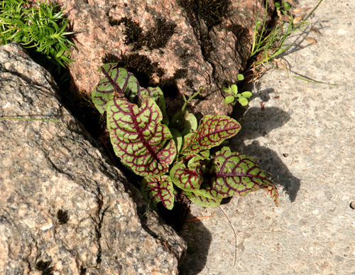 Rumex sanguineus (Wood Dock)