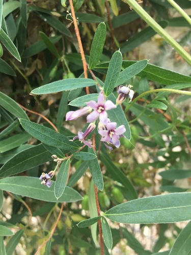 Billardiera cymosa (sweet apple-berry) (alternate view 4)