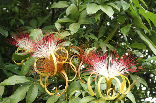 Pachira aquatica (Money Tree)