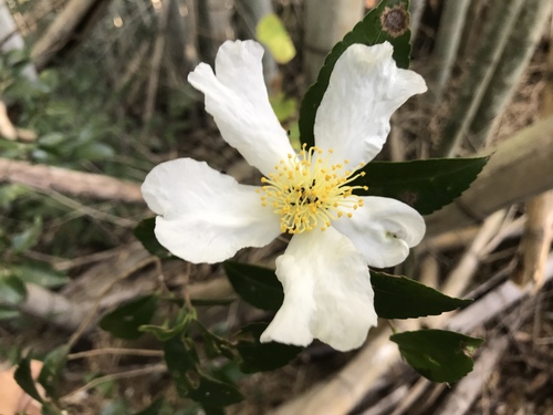 Camellia sasanqua (sasanqua camellia) (alternate view 4)