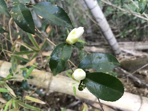 Camellia sasanqua (sasanqua camellia) (alternate view 5)