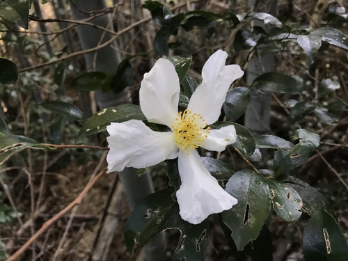 Camellia sasanqua (sasanqua camellia) (alternate view 6)