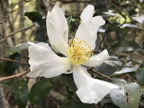 Camellia sasanqua (sasanqua camellia) (alternate view 7)
