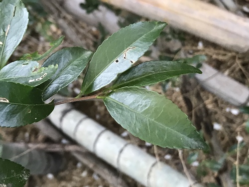 Camellia sasanqua (sasanqua camellia) (alternate view 8)