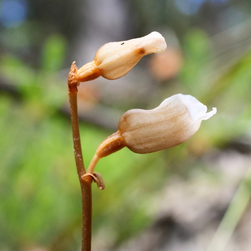 Gastrodia sesamoides (Cinnamon Bells) (alternate view 9)