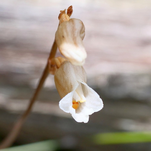 Gastrodia sesamoides (Cinnamon Bells) (alternate view 8)