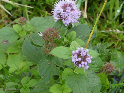Mentha aquatica (watermint)