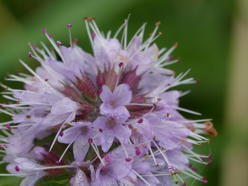 Mentha aquatica (watermint)
