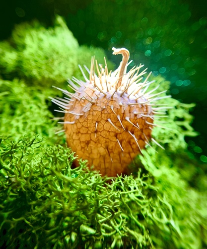 Echinocystis lobata (prickly cucumber)
