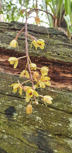 Cymbidium suave (Snake Orchid) (alternate view 3)
