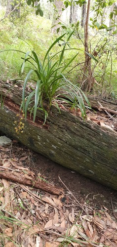 Cymbidium suave (Snake Orchid) (alternate view 5)