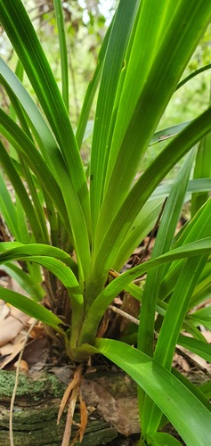 Cymbidium suave (Snake Orchid) (alternate view 4)